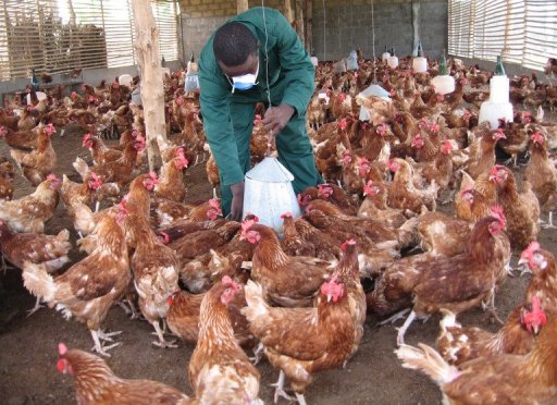 Fazendeiro usa máscara para cuidar de galos em Baguida, no Togo, onde foram confirmados casos de gripe aviária em 2007. Foto: AFP/Emile Kouton