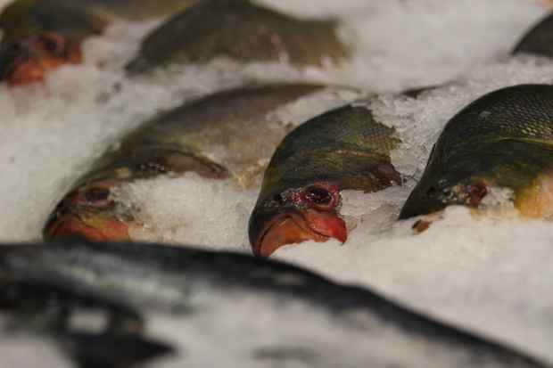 Come&ccedil;a hoje a X Semana do Peixe. A campanha "Pescado: Del&iacute;cia com sabor de sa&uacute;de" &eacute; realizada pelo Minist&eacute;rio da Pesca e Agricultura. Foto: Annaclarice Almeida/DP/D.A Press/Arquivo