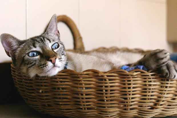 Antes de deixar o gato em um hotelzinho, é bom ver se ele se adapta a novos espaços(Pedro Ribeiro Simões/ Flickr/Divulgação) Antes de deixar o gato em um hotelzinho, é bom ver se ele se adapta a novos espaços/Pedro Ribeiro Simões/ Flickr/Divulgação