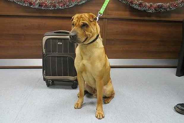 O cão foi abandonado após a compradora perceber que ele não era igual ao anúncio. Foto:Scottish SPCA/ Divulgação/