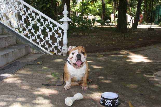 Cães de raças com focinho achatado, como o buldogue inglês Chico, sofrem mais com as altas temperaturas. Foto: Júlio Jacobina/DP/D.A Press() Cães de raças com focinho achatado, como o buldogue inglês Chico, sofrem mais com as altas temperaturas. Foto: Júlio Jacobina/DP/D.A Press/