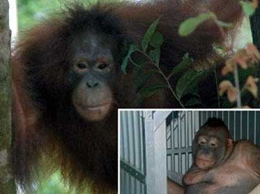 (Borneo Orangutan Survival/Divulgação) /Borneo Orangutan Survival/Divulgação