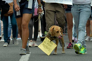 Manifetação contra a violência contra animais realizada em Medellin, Colômbia. Foto: Raul Arboleda/AFP Photo/Arquivo() Manifetação contra a violência contra animais realizada em Medellin, Colômbia. Foto: Raul Arboleda/AFP Photo/Arquivo/