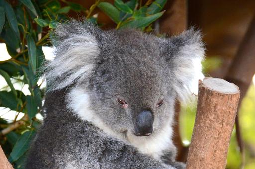 Coala em um zoológico de Sydney. Foto: AFP Saeed Khan() Coala em um zoológico de Sydney. Foto: AFP Saeed Khan/