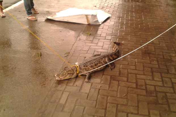 Animal com cerca de um metro e meio foi apanhado e amarrado por pessoas que passavam no local. Foto: Rafael Melo/Whatsapp() Animal com cerca de um metro e meio foi apanhado e amarrado por pessoas que passavam no local. Foto: Rafael Melo/Whatsapp/