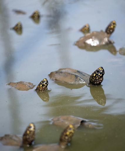 Tartarugas nadam na piscina de um centro de quarentena localizado na cidade paquistanesa de Sukkur. Foto: AFP RIZWAN TABASSUM() Tartarugas nadam na piscina de um centro de quarentena localizado na cidade paquistanesa de Sukkur. Foto: AFP RIZWAN TABASSUM/