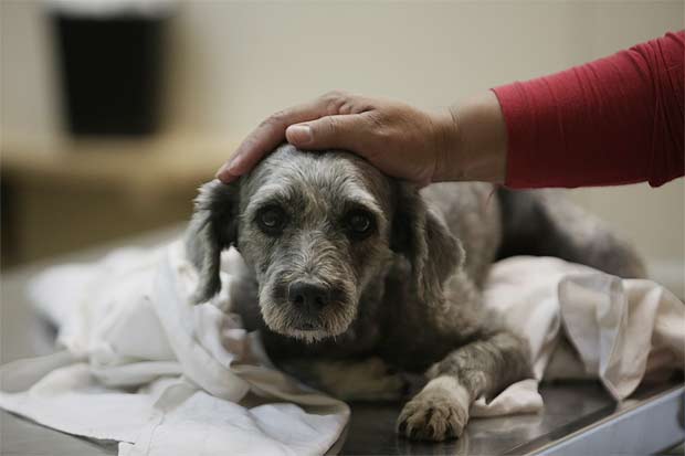 Uma solução para dar mais agilidade ao atendimento de cães e gatos da população carente seria uma rede de clínicas conveniadas, acredita Goretti Queiroz, da ONG. Foto: Teresa Maia/DP/D.A Press