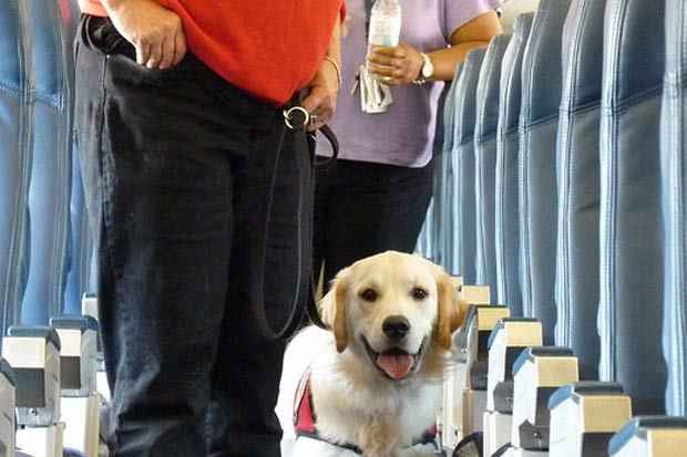 Transporte de animais passa a ser permitido nas duas companhias em voos domésticos. Foto. Can do Canines/Flickr/Reprodução/