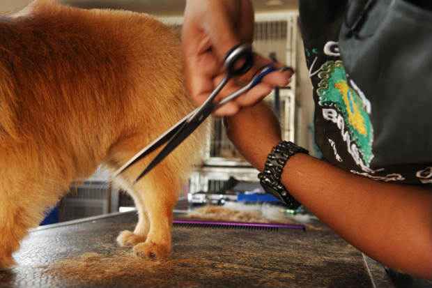 Consumidor dono de cães e gatos deve ficar atento, antes de escolher o pet shop ou clínica veterinária para seu melhor amigo. A formação profissional é o principal quesito a ser avaliado. Foto: Daniel Ferreira/CB/D.A Press() Consumidor dono de cães e gatos deve ficar atento, antes de escolher o pet shop ou clínica veterinária para seu melhor amigo. A formação profissional é o principal quesito a ser avaliado. Foto: Daniel Ferreira/CB/D.A Press/