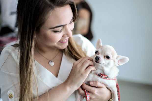 A Chiuaua Violeta controlou sua doença após o uso de remédios especializados. Foto: Arquivo Pessoal/