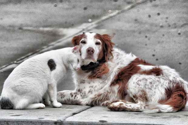Mesmo com a imagem de inimigos consolidadas em filmes e desenhos animados, na vida real, os gatos e os cães podem ser verdadeiros amigos. Foto: jeffreyw/Flickr/Reprodução() Mesmo com a imagem de inimigos consolidadas em filmes e desenhos animados, na vida real, os gatos e os cães podem ser verdadeiros amigos. Foto: jeffreyw/Flickr/Reprodução/