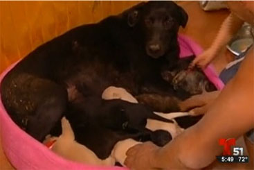 A cadela e seus filhotes estão abrigados em uma organização animal local. Foto: Telemundo/Reprodução