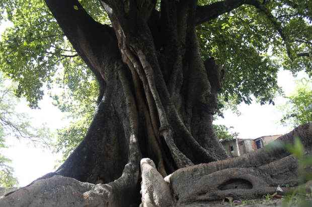 A árvore-orixá Iroko fica nos fundos do terreno do Sítio do Pai Adão, primeiro terreiro de candomblé da Nação Nagô no Brasil. Foto: Rodrigo Silva/Esp. DP/DA Press() A árvore-orixá Iroko fica nos fundos do terreno do Sítio do Pai Adão, primeiro terreiro de candomblé da Nação Nagô no Brasil. Foto: Rodrigo Silva/Esp. DP/DA Press/