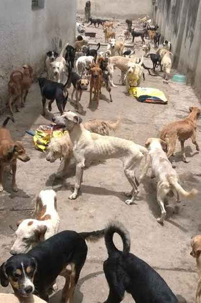 Animais estão doentes, desnutridos e sozinhos na casa. Foto: Sidney Niceas/Projeto Mascote de Rua/Divulgação() Animais estão doentes, desnutridos e sozinhos na casa. Foto: Sidney Niceas/Projeto Mascote de Rua/Divulgação/
