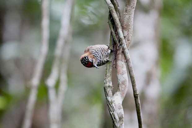 Programa é capaz de identificar som de pássaros e outros animais. Foto: Gaio Torquato/Flickr/Reprodução() Programa é capaz de identificar som de pássaros e outros animais. Foto: Gaio Torquato/Flickr/Reprodução/