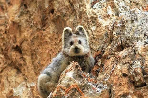 "Coelho mágico" é espécie ameaçada de extinção. Foto: Weidong Li/Wikimedia Commons/Reprodução() "Coelho mágico" é espécie ameaçada de extinção. Foto: Weidong Li/Wikimedia Commons/Reprodução/