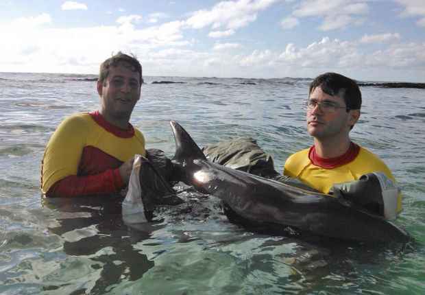 Mam&iacute;fero ficou encalhado em um banco de areia. Foto: Bombeiros/ Divulga&ccedil;&atilde;o/