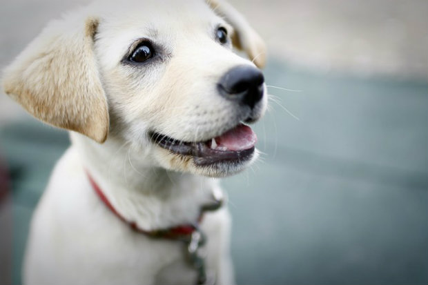 Cachorros conseguem perceber a desonestidade das pessoas, segundo pesquisa. Foto: Domínio público() Cachorros conseguem perceber a desonestidade das pessoas, segundo pesquisa. Foto: Domínio público/