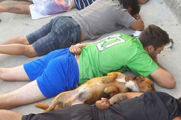 O cãozinho deitou-se voluntariamente entre os suspeitos durante abordagem. Foto: PMSC/Divulgação() O cãozinho deitou-se voluntariamente entre os suspeitos durante abordagem. Foto: PMSC/Divulgação/