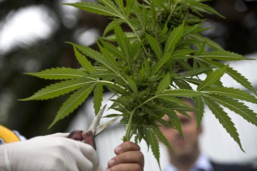 Os primeiros 400 pés de maconha foram cultivados num laboratório, em Santiago. FOTO: AFP/MARTIN BERNETTI() Os primeiros 400 pés de maconha foram cultivados num laboratório, em Santiago. FOTO: AFP/MARTIN BERNETTI/
