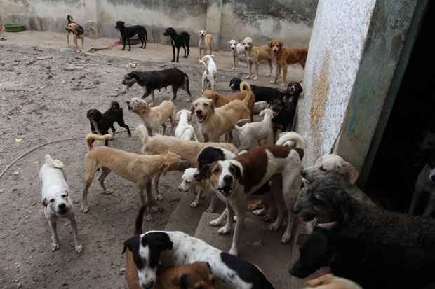 Cinco cães que estavam na casa da Encruzilhada estarão disponíveis para adoção no Parque de Exposição. Foto: Julio Jacobina/DP/D.A Press() Cinco cães que estavam na casa da Encruzilhada estarão disponíveis para adoção no Parque de Exposição. Foto: Julio Jacobina/DP/D.A Press/