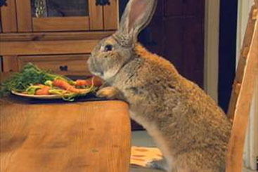 Darius é a continental giant rabbit. Foto: YouTube/Reprodução/