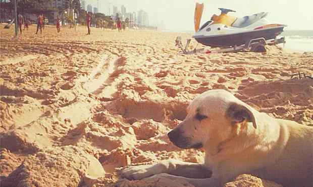 Cachorro ganhou seu nome por seguir jet skis usados em operações. Foto: Bombeiros/ Divulgação() Cachorro ganhou seu nome por seguir jet skis usados em operações. Foto: Bombeiros/ Divulgação/