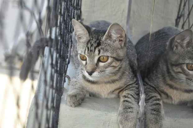 Cães e gatos do Projeto Patinha de Aldeia e da Casa da Avenida Norte estarão disponíveis. (Foto: Projeto Patinha de Aldeia/Divulgação)() Cães e gatos do Projeto Patinha de Aldeia e da Casa da Avenida Norte estarão disponíveis. (Foto: Projeto Patinha de Aldeia/Divulgação)/