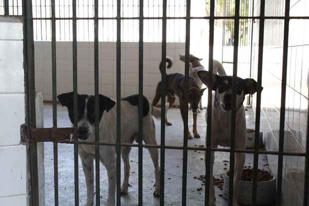 Cerca de  20 gatos e 60 cachorros estão aptos para receber uma nova família no Centro de Vigilância Ambiental. Foto: Rodrigo Silva/Esp.DP/D.A Press/
