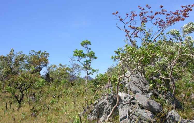 Paisagem de cerrado rupestre na Chapada dos Veadeiros: recupera&ccedil;&atilde;o complexa devido &agrave; diversidade. FOTO: Giselda Durigan/Divulga&ccedil;&atilde;o/