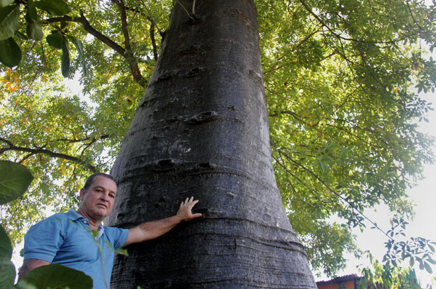 Raul Soares, diretor geral de Paisagismo da Prefeitura de Olinda, garante que &eacute; poss&iacute;vel fazer o transplante dos baob&aacute;s, embora o estado n&atilde;o possua esta tecnologia. Foto: Karina Morais/ Esp. DP/ D.A.Press/