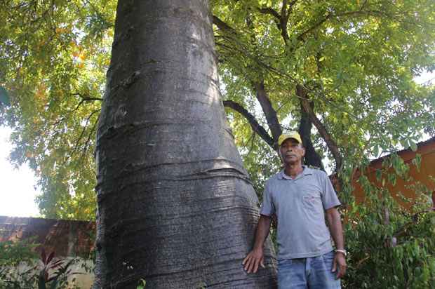 Amaro Luiz da Silva plantou, há 30 anos, as árvores agora ameaçadas:  "Quando soube que iam derrubar, corri, fui pra casa. Não consegui mais ficar aqui". Foto: Karina Morais/ Esp. DP/ D.A.Press