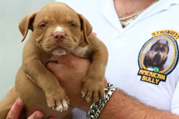 De linhagem diferenciada, American Bully é fruto de um cruzamento entre as raças Staffordshire Bull Terrier e Buldogue(Paulo Paiva/DP/D.A. Press) De linhagem diferenciada, American Bully é fruto de um cruzamento entre as raças Staffordshire Bull Terrier e Buldogue/Paulo Paiva/DP/D.A. Press