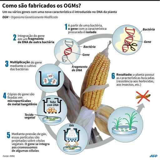 ARTE: AFP AFP Graphics, pld/mab, Cecilia Rezende 