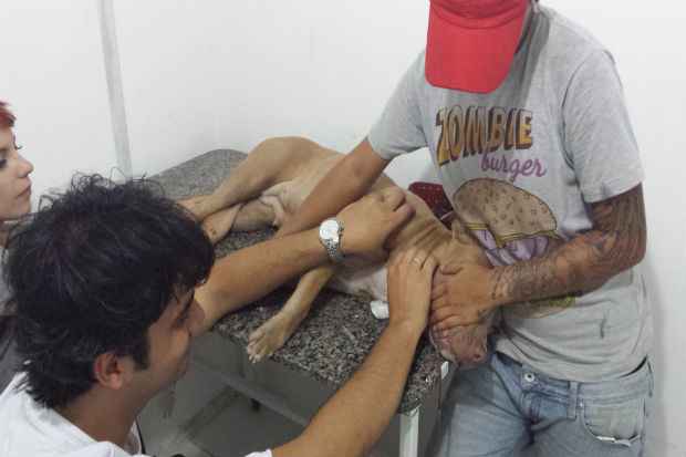 A pitbull Helga doou sangue para a cadela Anastácia, encontrada desnutrida num terreno, em Casa Forte. Foto: Juliana Freire/ Esp. DP/ D. A. Press/ A pitbull Helga doou sangue para a cadela Anastácia, encontrada desnutrida num terreno, em Casa Forte. Foto: Juliana Freire/ Esp. DP/ D. A. Press/