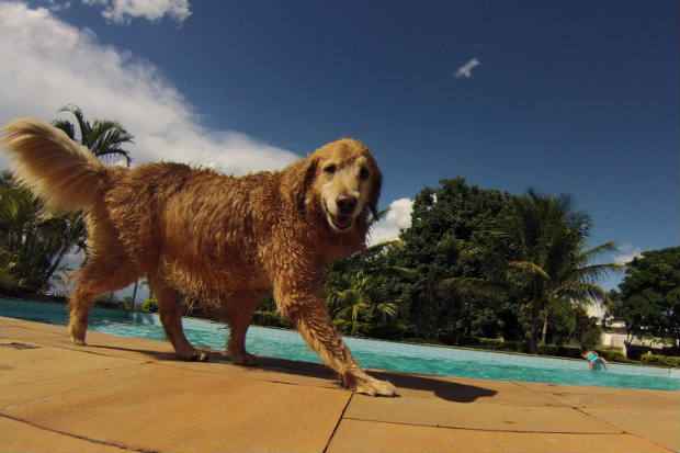País tem 37,1 milhões de cães. É maior população entre os bichos de estimação. Depois vêm os peixes e os gatos. Foto: Zuleika de Souza/CB/D.A Press/ País tem 37,1 milhões de cães. É maior população entre os bichos de estimação. Depois vêm os peixes e os gatos. Foto: Zuleika de Souza/CB/D.A Press/