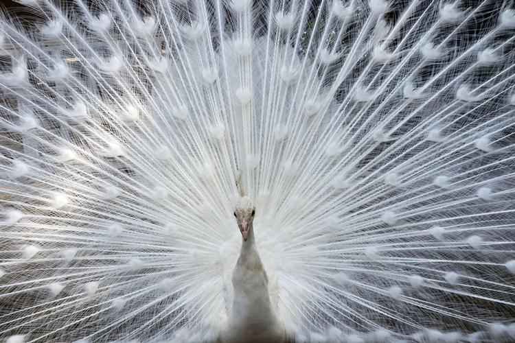 Foto: AFP PHOTO