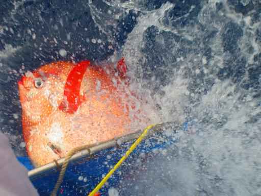 O sistema de aquecimento autônomo mantém o cérebro afiado e seus músculos ativos para que ele possa nadar rápido e pegar suas presas. FOTO: NOAA/AFP/ O sistema de aquecimento autônomo mantém o cérebro afiado e seus músculos ativos para que ele possa nadar rápido e pegar suas presas. FOTO: NOAA/AFP/