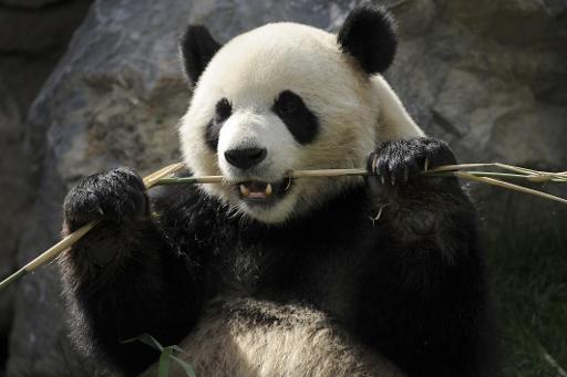 Os pandas passam até 14 horas por dia comendo 12,5 quilogramas de bambu, mas digerem apenas cerca de 17% do que consomem. FOTO: JOHN THYS /AFP/ Os pandas passam até 14 horas por dia comendo 12,5 quilogramas de bambu, mas digerem apenas cerca de 17% do que consomem. FOTO: JOHN THYS /AFP/