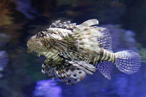 Um peixe-leão é visto em um aquário em um shopping de Dubai, no dia 29 de setembro de 2010. Foto:AFP/Arquivos Joel Saget