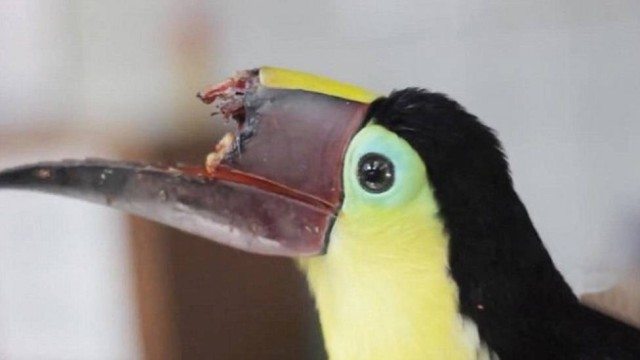 Grecia teve o bico mutilado e se recupera há 4 meses. Foto: Divulgação/Zoo Ave/ Grecia teve o bico mutilado e se recupera há 4 meses. Foto: Divulgação/Zoo Ave/