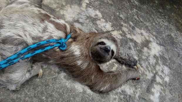 Animal estava com ferimento na patinha. Foto: Corpo de Bombeiros/Divulgação/ Animal estava com ferimento na patinha. Foto: Corpo de Bombeiros/Divulgação/