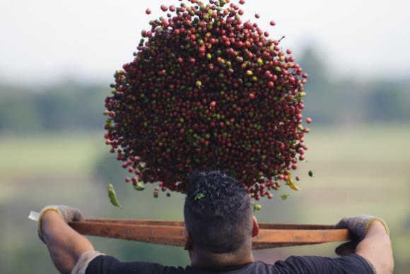 O café é consumido em 98,2% dos lares brasileiros, segundo a Associação Brasileira da Indústria de Café (Abic). Foto: Agência Brasil/ O café é consumido em 98,2% dos lares brasileiros, segundo a Associação Brasileira da Indústria de Café (Abic). Foto: Agência Brasil/