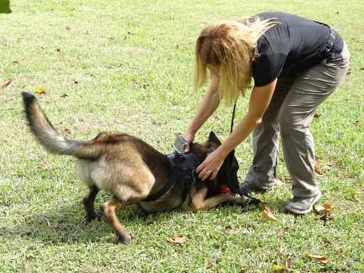 Um cachorro brinca com sua treinadora, em Homestead, Flórida, no dia 25 de abril de 2015. Foto: Diego Urdaneta/ AFP/Arquivos