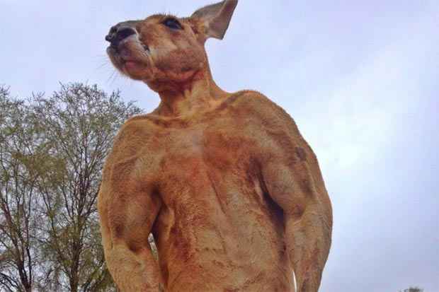 Roger mede 2 metros de altura e pesa 89 kg. Foto: Facebook The Kangaroo Sanctuary Alice Springs/Reprodução/ Roger mede 2 metros de altura e pesa 89 kg. Foto: Facebook The Kangaroo Sanctuary Alice Springs/Reprodução/
