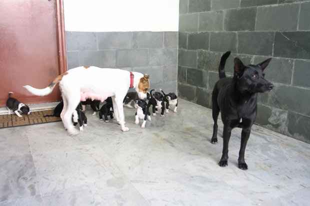 Cão encontrou sozinho o caminho de volta até sua amada. Foto: Edésio Ferreira/EM/D.A.Press/ Cão encontrou sozinho o caminho de volta até sua amada. Foto: Edésio Ferreira/EM/D.A.Press/