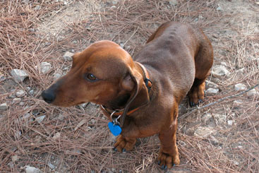 Forma mais simples e tradicional de identificar o cão ainda é com informações na coleira Foto: Flickr/Reprodução