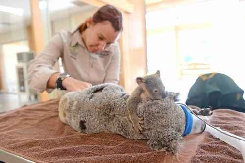Após acidente, o filhotinho não se separa da mãe nem durante a cirurgia. Fotos: Divulgação/Australia Zoo Wildlife Hospital/ Após acidente, o filhotinho não se separa da mãe nem durante a cirurgia. Fotos: Divulgação/Australia Zoo Wildlife Hospital/