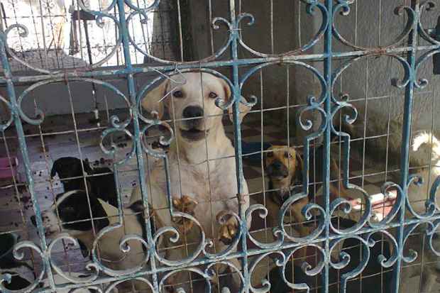 A casa abandonada abrigava 137 cachorros, que estavam doentes, desnutridos e sozinhos antes de serem acolhidos pelas instituições de apoio aos animais. Foto: Projeto Mascote de Rua/Divulgação/
