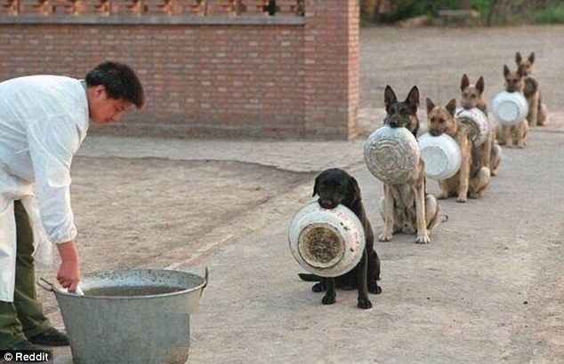 Cães policiais em fila esperam por comida. Foto:Reprodução/ Redicc/ Cães policiais em fila esperam por comida. Foto:Reprodução/ Redicc/